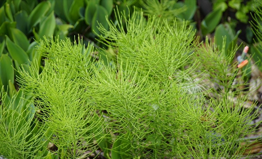 Хвощ полевой: польза для здоровья - Областной медицинский центр